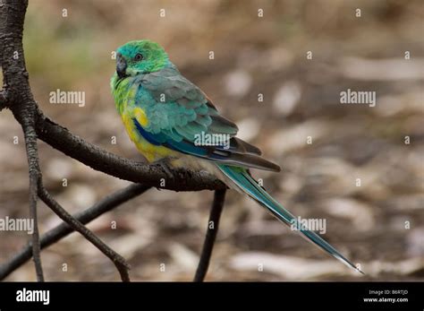 Red-rumped Parrot, male 'Psephotus haematonotus' Stock Photo - Alamy