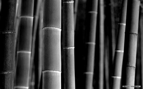 bamboo | Bamboo background, Bamboo seeds, Nature desktop wallpaper