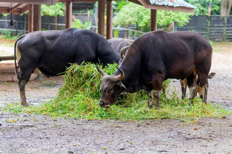 "Ankole Cattle" Images – Browse 2,224 Stock Photos, Vectors, and Video ...