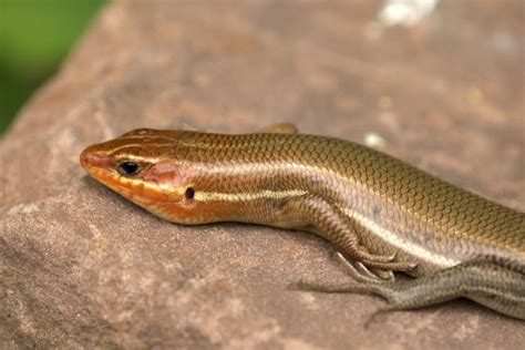 Broad-headed Skink | The Maryland Zoo