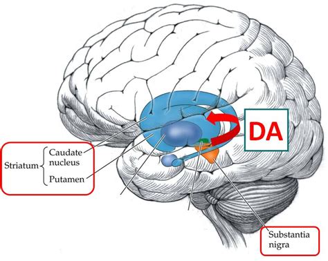 Corpus Striatum And Substantia Nigra