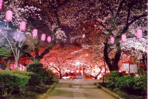 Cherry Blossom at night | Cherry blossom japan, Tokyo japan, Tokyo travel