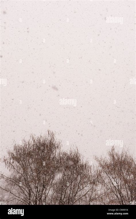 Trees and falling snow Stock Photo - Alamy