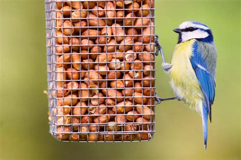 How best to feed backyard birds?