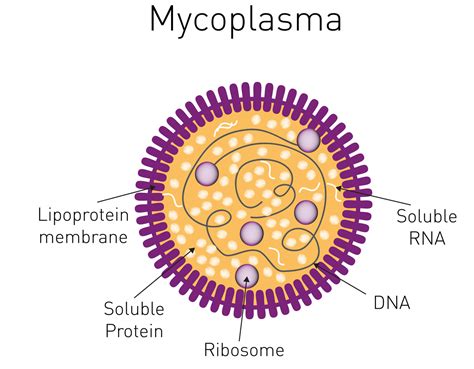 Understanding Mycoplasma Testing, 60% OFF