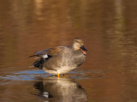 Gadwall Bird Facts (Anas strepera) | Birdfact