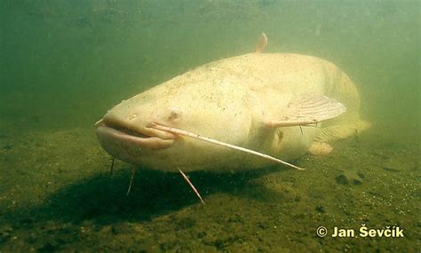 Silurus glanis Pictures, Sheatfish - Albino Images, Nature Wildlife ...