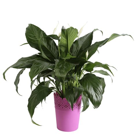 Costa Farms Live Indoor 15in. Peace Lily, Decor Pot - Walmart.com - Walmart.com