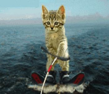 Animations A2Z - animated gifs of funny animals animations