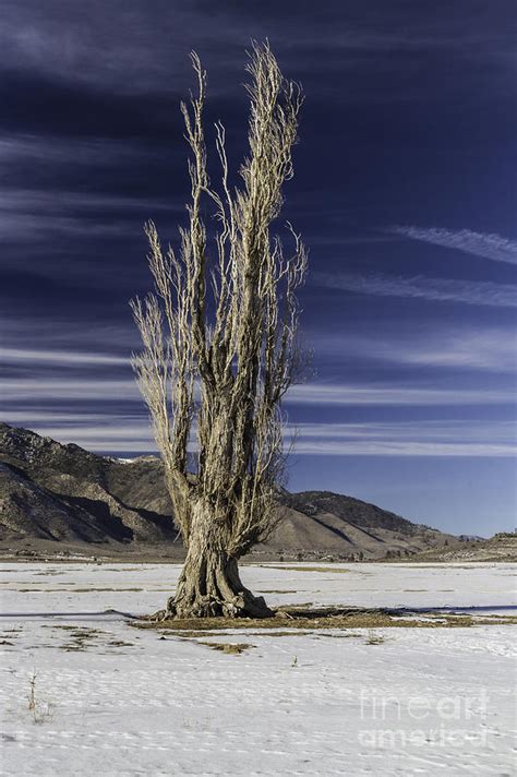 The Tree Of Woe Photograph by Mitch Shindelbower