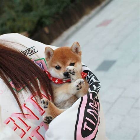 Sophia - Female Teacup Shiba Inu | Mini Teacup Puppies