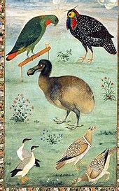 Dodo - Wikipedia