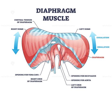 Diaphragm muscle with exhalation and inhalation movement outline diagram - VectorMine