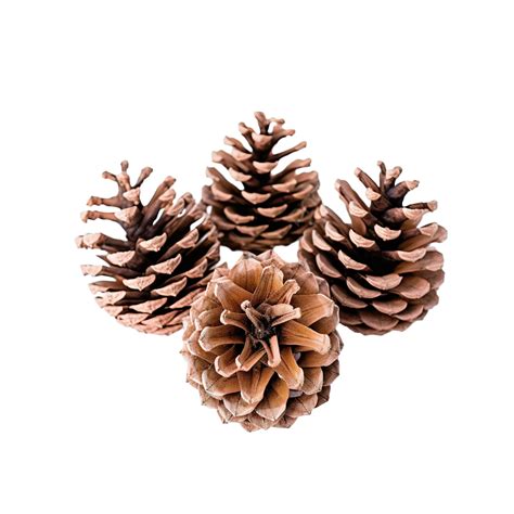 Pine Cones On White Wood Table, Purity Christmas Decoration, Pine Cone ...