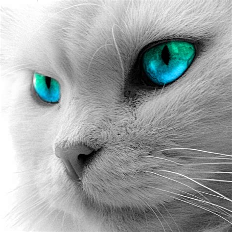 Blue Eyed Cats | inspiration photos