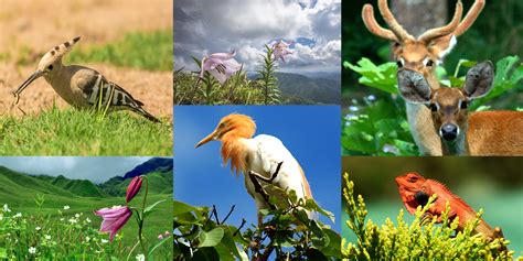 Flora & Fauna – Manipur Tourism