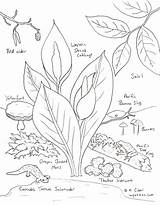 Moss Coloring Page sketch template