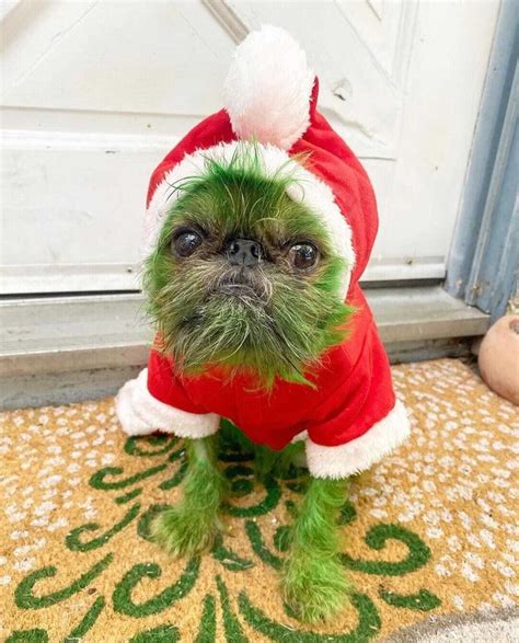 Grinch Dog