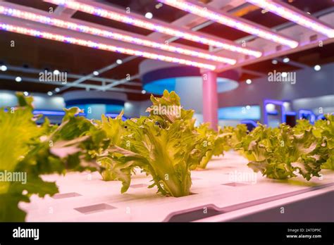 Organic hydroponic vegetable grow with LED Light Indoor farm,Agriculture Technology Stock Photo ...