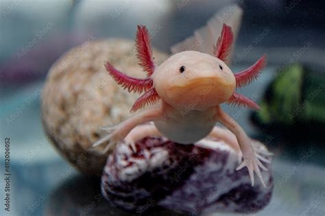 Axolotl aquarium, salamander, nature, tank Stock Photo | Adobe Stock