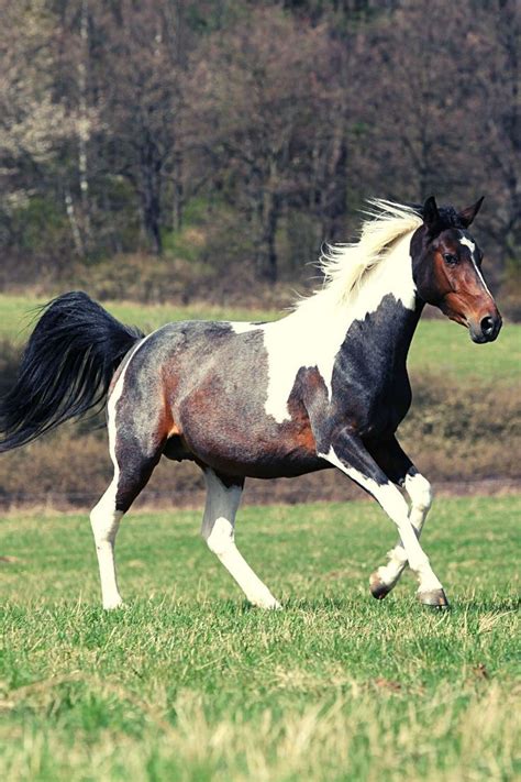 Horse Coat Patterns for the American Paint Horse | Sparkles Rainbows ...