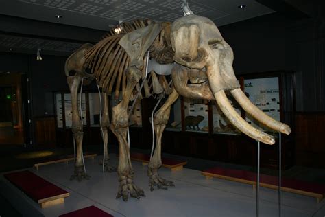 Free Images : woolly mammoth, extinct, prehistoric, tusk, elephant, mammal, ice age, pachyderm ...