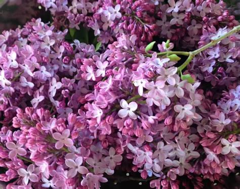 How to Plant a Lilac Hedge | Family Food Garden