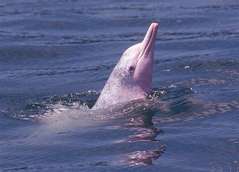 Pink Dolphins Return to Hong Kong Due to COVID-19 Lockdown