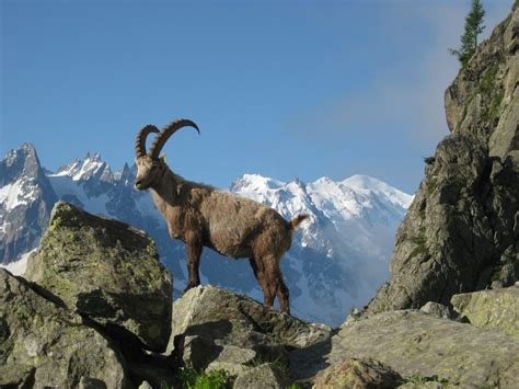 Alpine Animals in Alps: The Chamois, Alpine Ibex, European Brown Bear