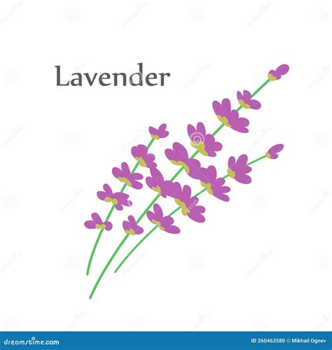 Lavender Flower Close Up Isolated on White Background Stock ...