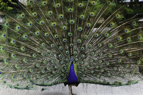 Peacock Tail Presentation | Reid Park Zoo