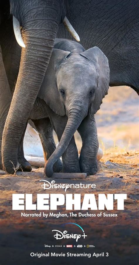 Film Elephant (2020) en Streaming VF - GratFlix