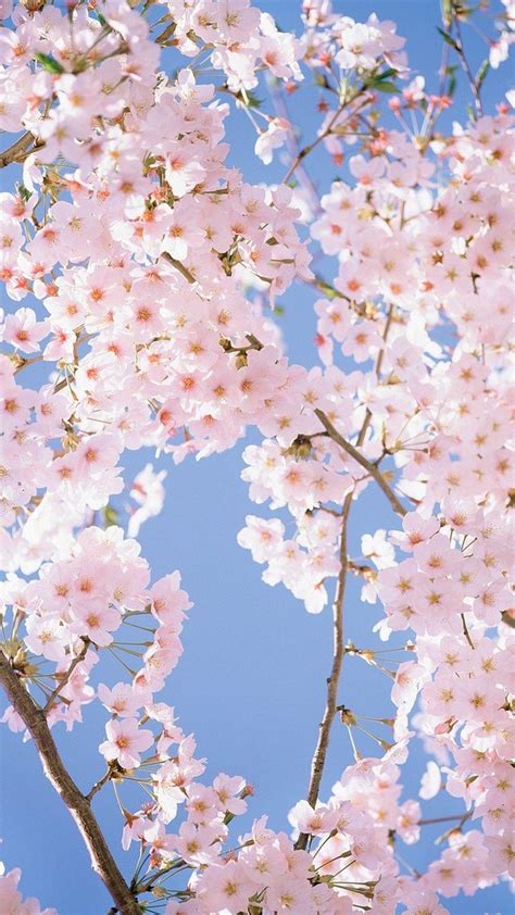 Cherry Blossom Phone QHD Wallpapers - Wallpaper Cave