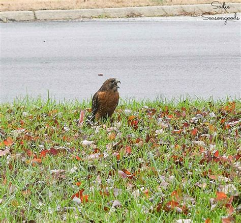 How to Designate Your Yard as Certified Wildlife Habitat