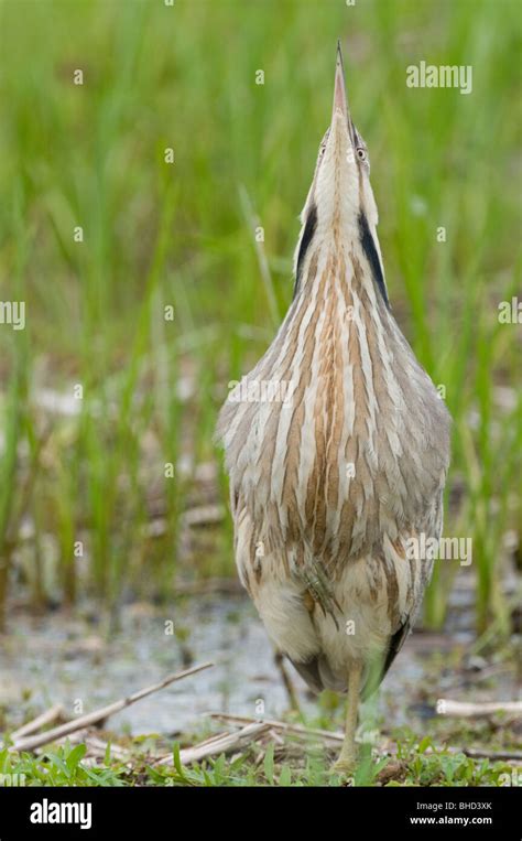 American Bittern (Botaurus lentiginosus) standing in typical camouflage ...