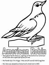 American Robin coloring page sketch template