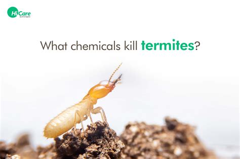 Top 5 Chemicals that Kills Termites Easily | HiCare