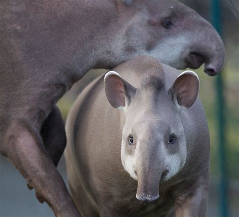 Baby Tapir at Dublin Zoo | Dublin zoo, Tapir, Animals