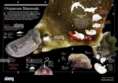 Infographic on the monotremes, egg-laying mammals, and its reproduction ...