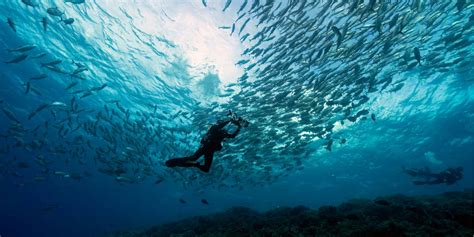 Common Marine Life of the Philippines - AquaViews