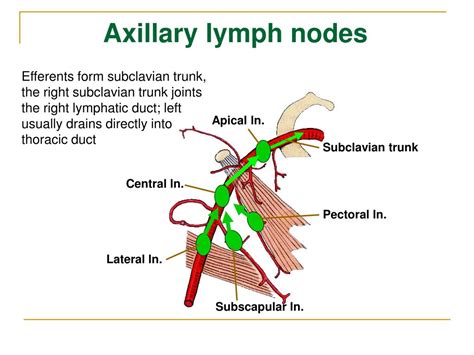 Axillary Lymph Nodes