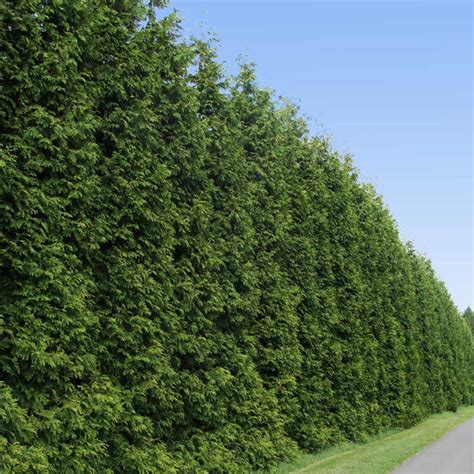 Thuja Green Giant Arborvitae Evergreens for Sale | BrighterBlooms.com