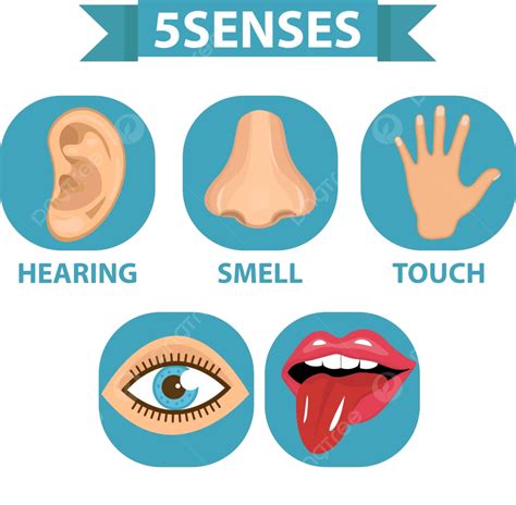 5 Senses PNG, Vector, PSD, and Clipart With Transparent Background for ...