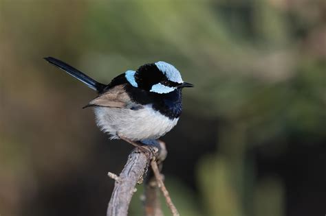 Superb Fairy-wren - peterscholer.com