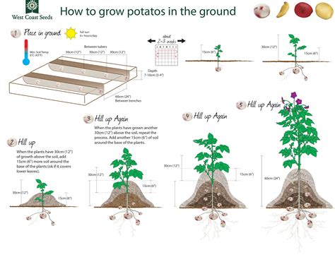 How to Grow Potatoes – West Coast Seeds Grow Potatoes In Container, Planting Potatoes, Growing ...