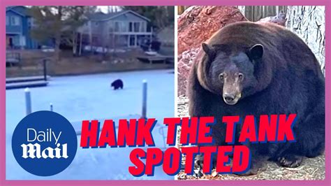 Hank the Tank: Massive bear startles family in their hot tub - YouTube