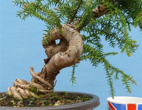 Hoop Pine Bonsai