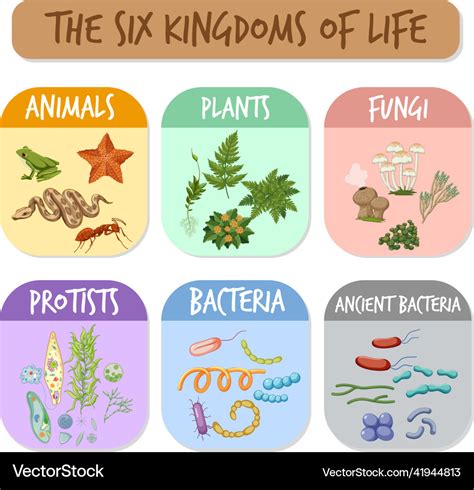 Six kingdoms of life Royalty Free Vector Image