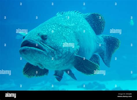 Giant grouper fish looking at diver Stock Photo - Alamy