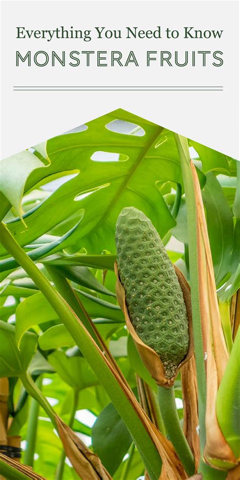 A Monstera Fruit - Plants Gallery